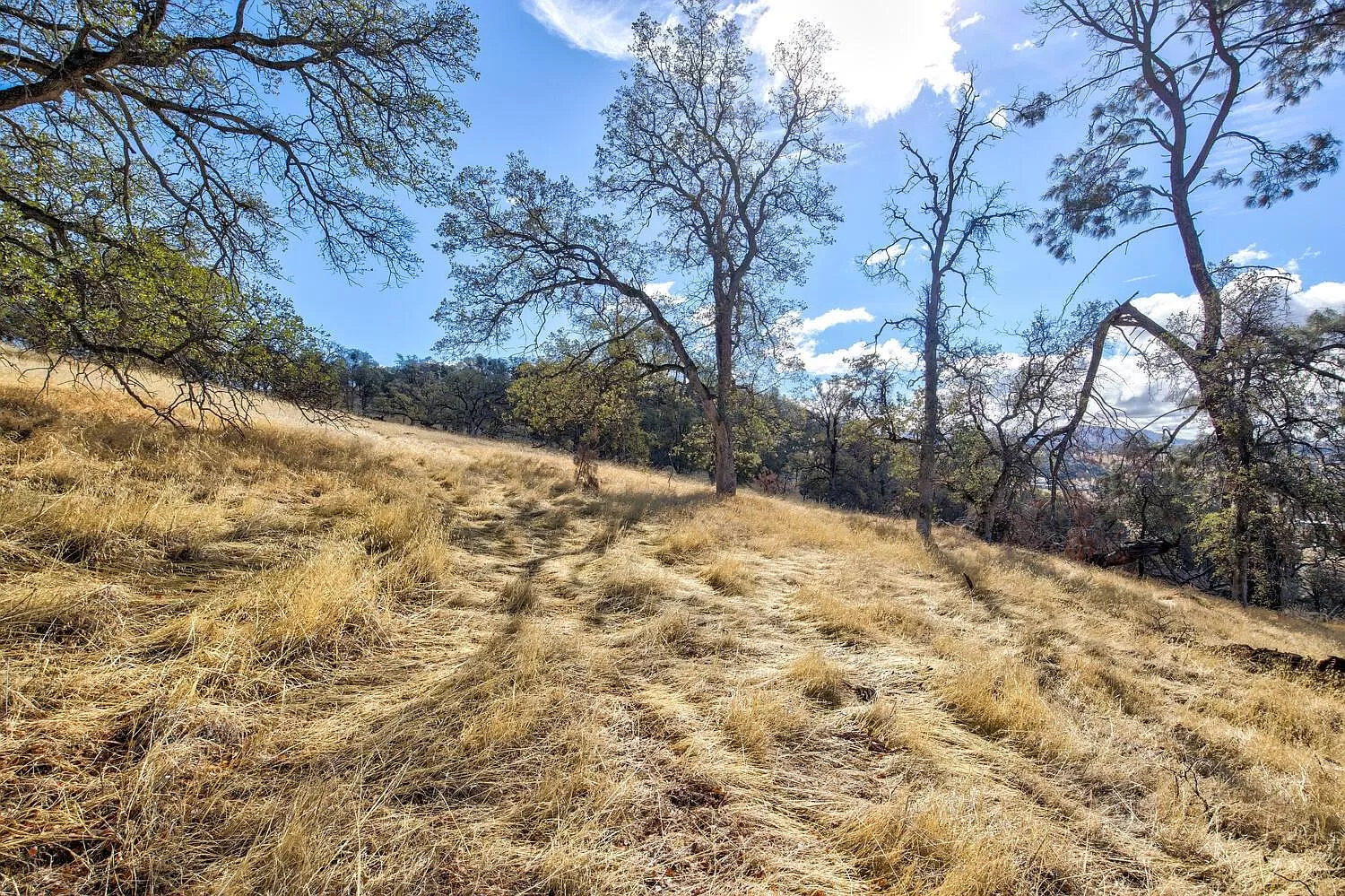 Pasture and Mature Trees Throughout