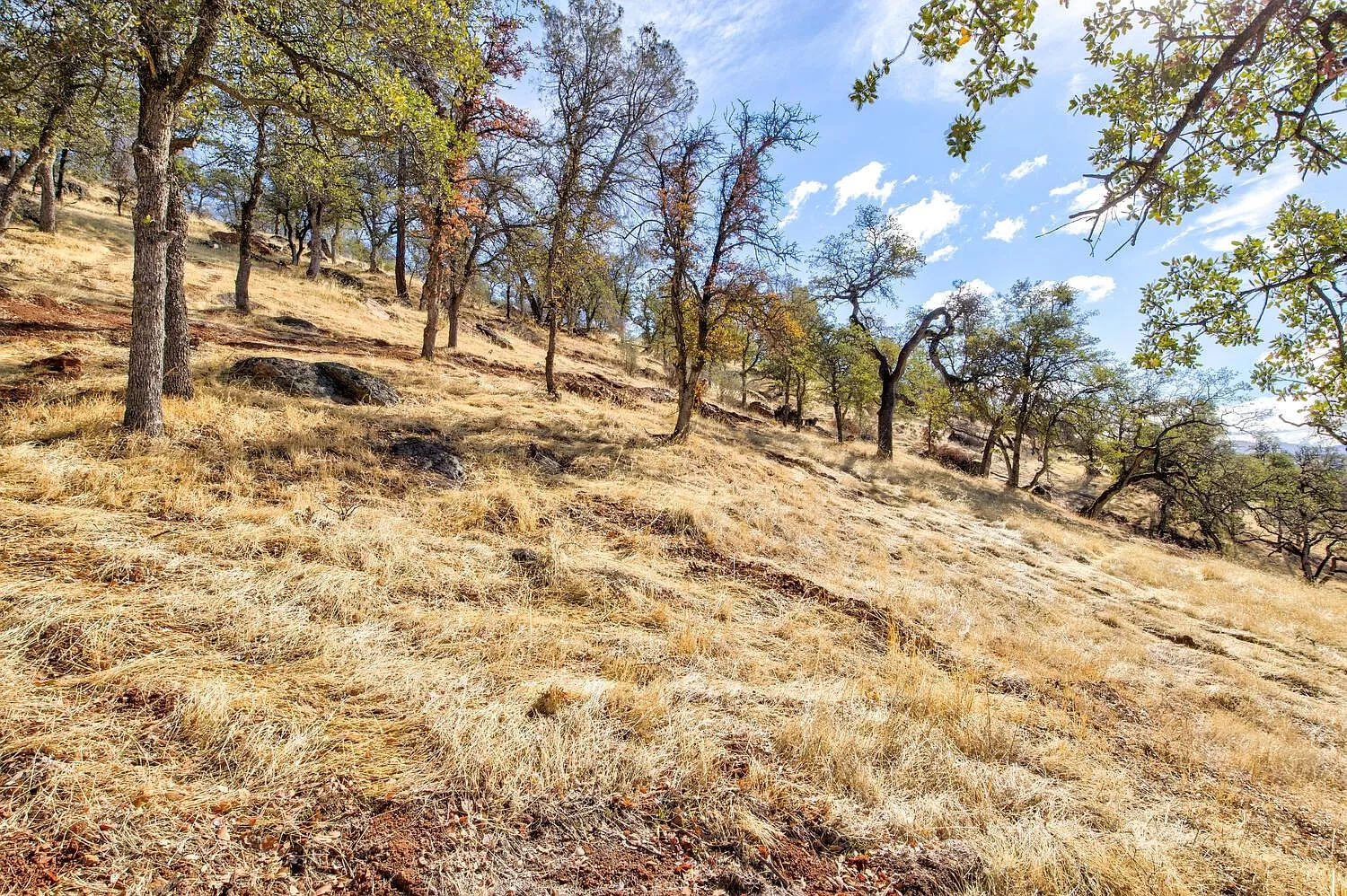 Pasture and Mature Trees throughout