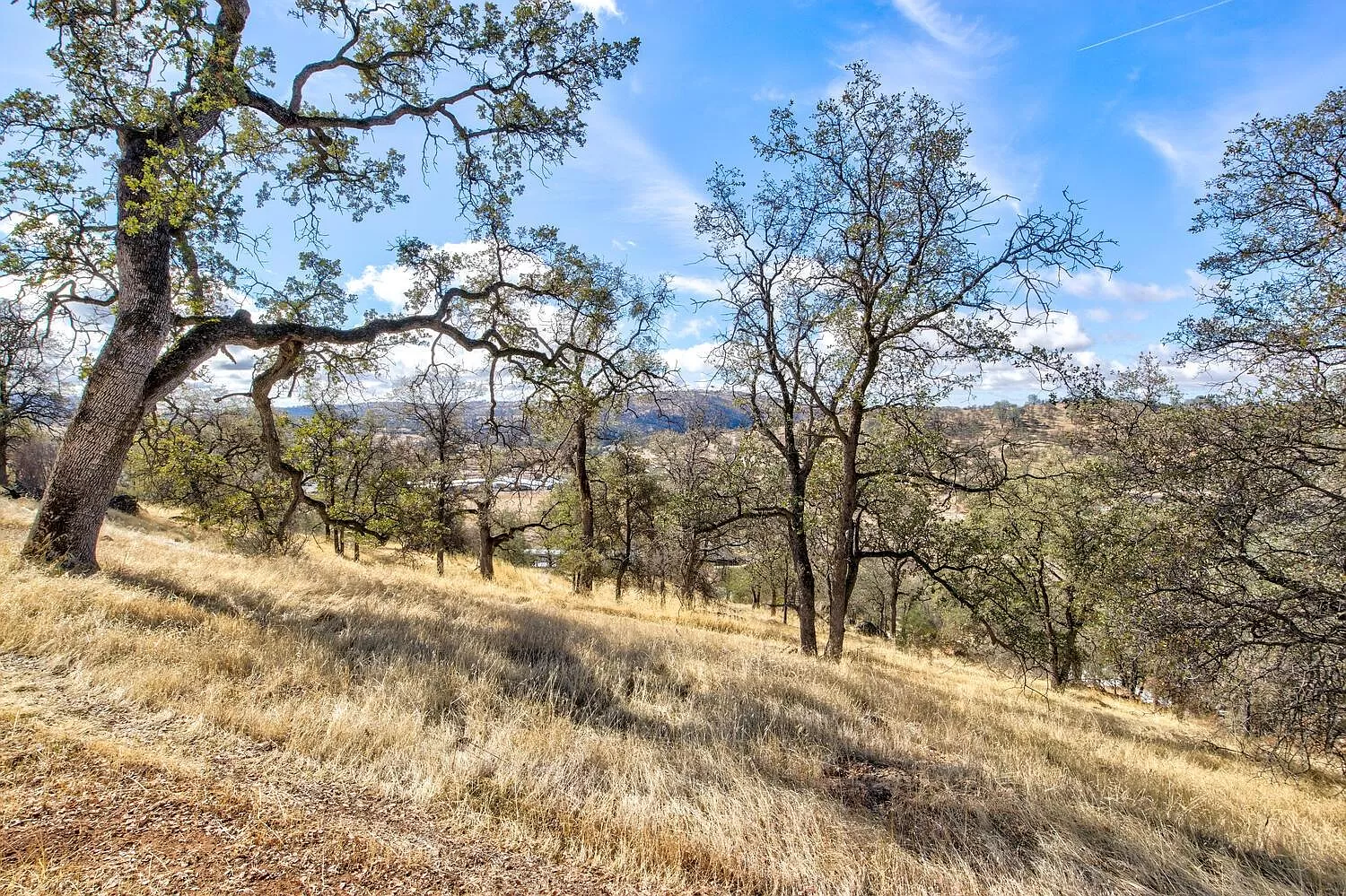 Beautiful Pastures and Trees